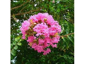 Crespón Enano Fuscia Árbol De Jupiter