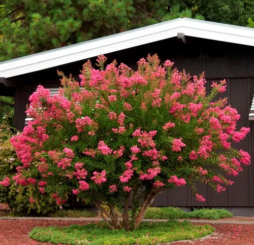 Crespón Enano Fuscia Árbol De Jupiter 2