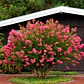 Crespón Enano Fuscia Árbol De Jupiter - Miniatura 2