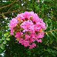 Crespón Enano Fuscia Árbol De Jupiter - Miniatura 3