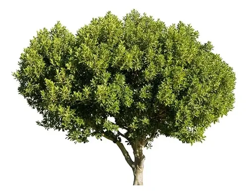 Algarrobo Europeo 2,5 mt Seratonia Siliqua Árbol Ornamental 1