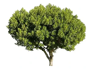 Algarrobo Europeo 2,5 mt Seratonia Siliqua Árbol Ornamental