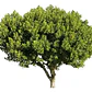 Algarrobo Europeo 2,5 mt Seratonia Siliqua Árbol Ornamental - Miniatura 1