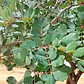 Algarrobo Europeo 2,5 mt Seratonia Siliqua Árbol Ornamental - Miniatura 2