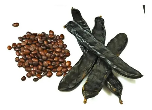 Algarrobo Europeo 2,5 mt Seratonia Siliqua Árbol Ornamental 3