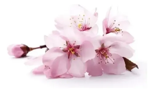 Sakura Cerezo En Flor 3 Mts Árbol Japones Ornamental 1