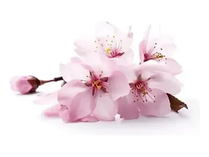 Sakura Cerezo En Flor 3 Mts Árbol Japones Ornamental