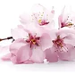 Sakura Cerezo En Flor 3 Mts Árbol Japones Ornamental - Miniatura 1