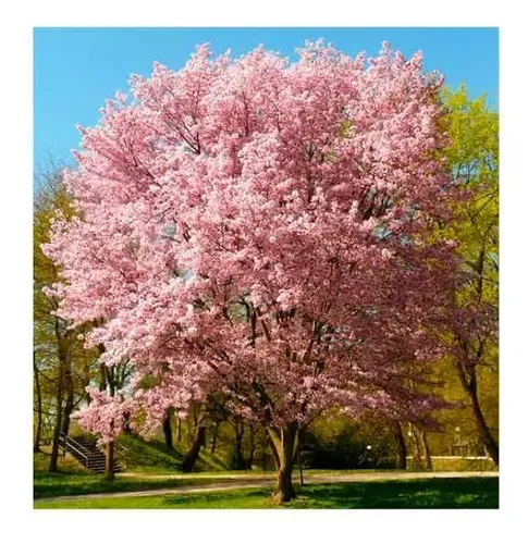 Sakura Cerezo En Flor 3 Mts Árbol Japones Ornamental 2