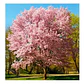 Sakura Cerezo En Flor 3 Mts Árbol Japones Ornamental - Miniatura 2