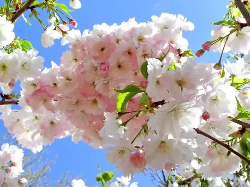 Sakura Cerezo En Flor 3 Mts Árbol Japones Ornamental 3