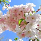 Sakura Cerezo En Flor 3 Mts Árbol Japones Ornamental - Miniatura 3