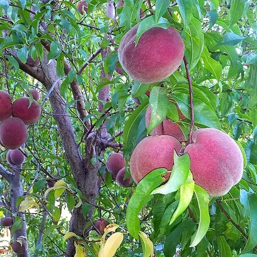 Durazno Beterraga Árbol Frutal 2