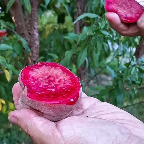 Durazno Beterraga Árbol Frutal 3