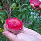 Durazno Beterraga Árbol Frutal - Miniatura 3
