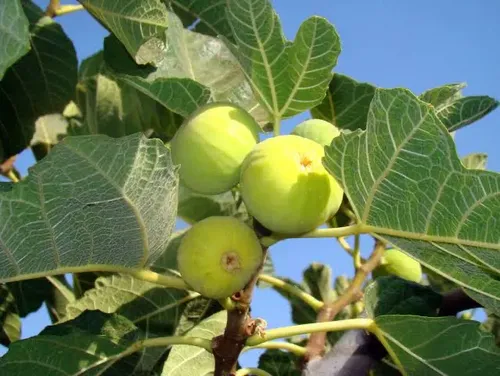Higuera Blanca Árbol Frutal 2