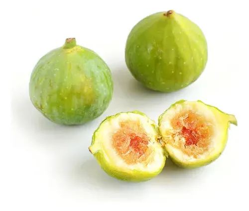 Higuera Blanca Grande Árbol Frutal 1
