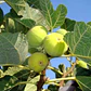 Higuera Blanca Grande Árbol Frutal - Miniatura 2