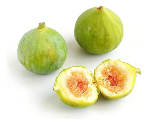 Higuera Blanca Grande Árbol Frutal 3