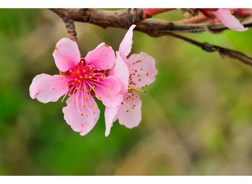 Durazno En Flor 3 Mts Árbol Ornamental 2