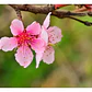 Durazno En Flor 3 Mts Árbol Ornamental - Miniatura 2