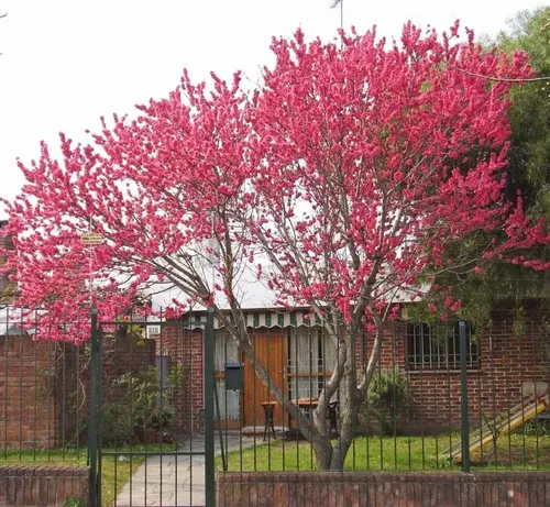 Durazno En Flor 3 Mts Árbol Ornamental 1