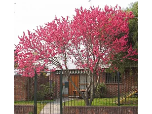 Durazno En Flor 3 Mts Árbol Ornamental