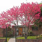 Durazno En Flor 3 Mts Árbol Ornamental - Miniatura 1
