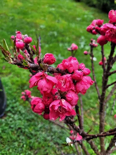Durazno En Flor 3 Mts Árbol Ornamental 3