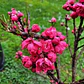 Durazno En Flor 3 Mts Árbol Ornamental - Miniatura 3