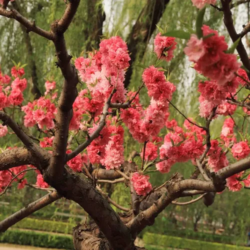 Durazno En Flor 3 Mts Árbol Ornamental 4