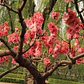 Durazno En Flor 3 Mts Árbol Ornamental - Miniatura 4