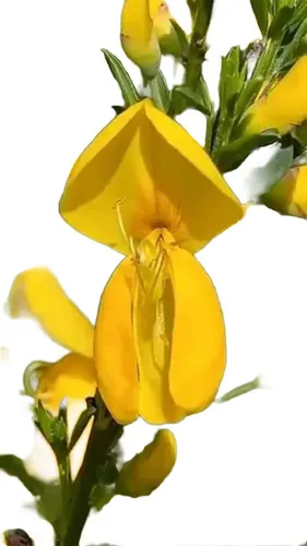 Retamo Amarillo Mediano Spartium Junceum Arbusto Ornamental 1