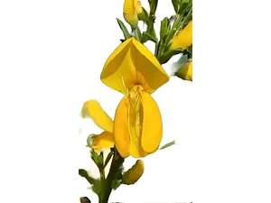 Retamo Amarillo Mediano Spartium Junceum Arbusto Ornamental