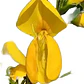 Retamo Amarillo Mediano Spartium Junceum Arbusto Ornamental - Miniatura 1