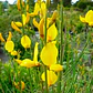 Retamo Amarillo Mediano Spartium Junceum Arbusto Ornamental - Miniatura 2