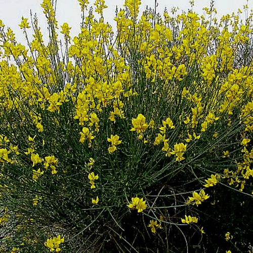 Retamo Amarillo Mediano Spartium Junceum Arbusto Ornamental 3