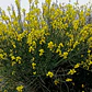Retamo Amarillo Mediano Spartium Junceum Arbusto Ornamental - Miniatura 3