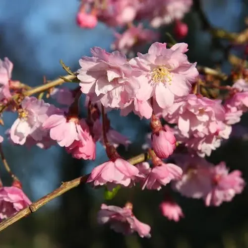 Arbol Cerezo Péndulo 2mts Ornamental 2