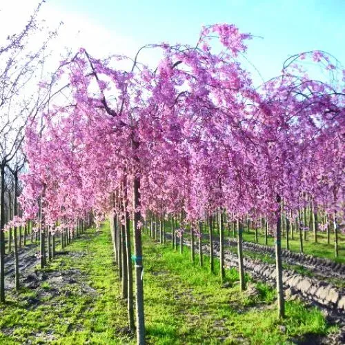 Arbol Cerezo Péndulo 2mts Ornamental 1
