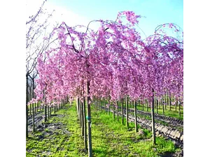 Arbol Cerezo Péndulo 2mts Ornamental