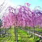 Arbol Cerezo Péndulo 2mts Ornamental - Miniatura 1