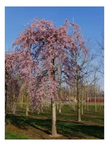Arbol Cerezo Péndulo 2mts Ornamental 3