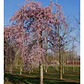 Arbol Cerezo Péndulo 2mts Ornamental - Miniatura 3