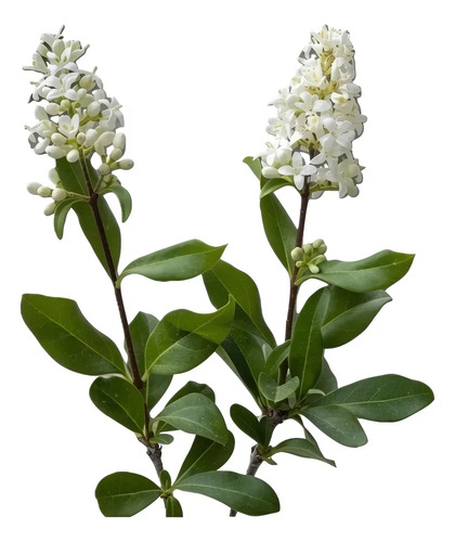 Ligustro 2,5 Mts Ligustrum Vulgaris Árbol Ornamental 1