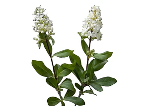 Ligustro 2,5 Mts Ligustrum Vulgaris Árbol Ornamental