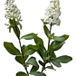Ligustro 2,5 Mts Ligustrum Vulgaris Árbol Ornamental - Miniatura 1