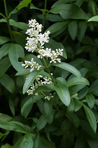 Ligustro 2,5 Mts Ligustrum Vulgaris Árbol Ornamental 2