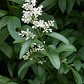 Ligustro 2,5 Mts Ligustrum Vulgaris Árbol Ornamental - Miniatura 2