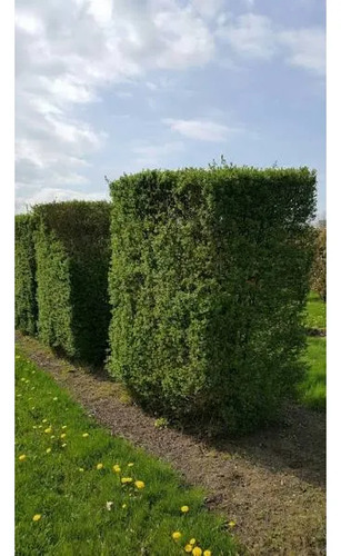 Ligustro 2,5 Mts Ligustrum Vulgaris Árbol Ornamental 3